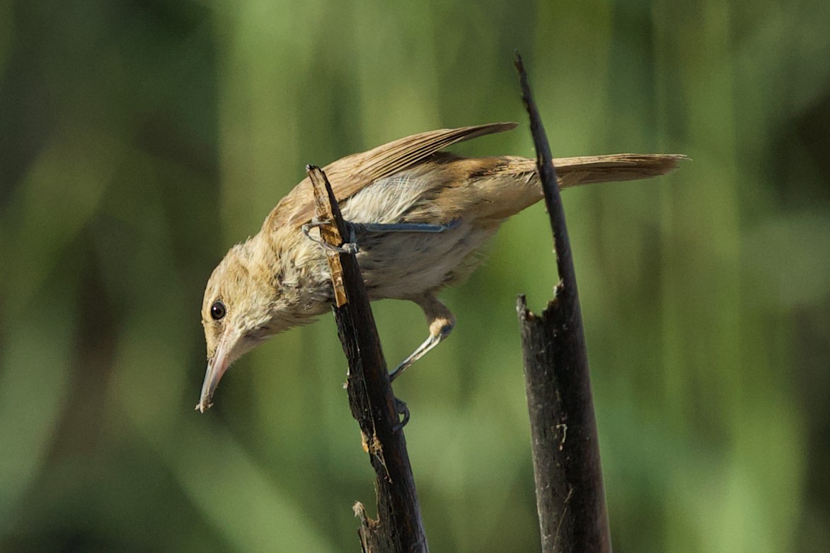 Clamorous Reed Warbler - ML639118184
