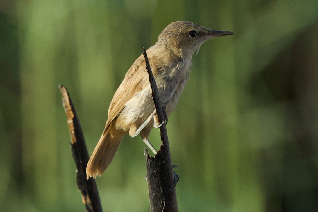 Clamorous Reed Warbler - ML639118185