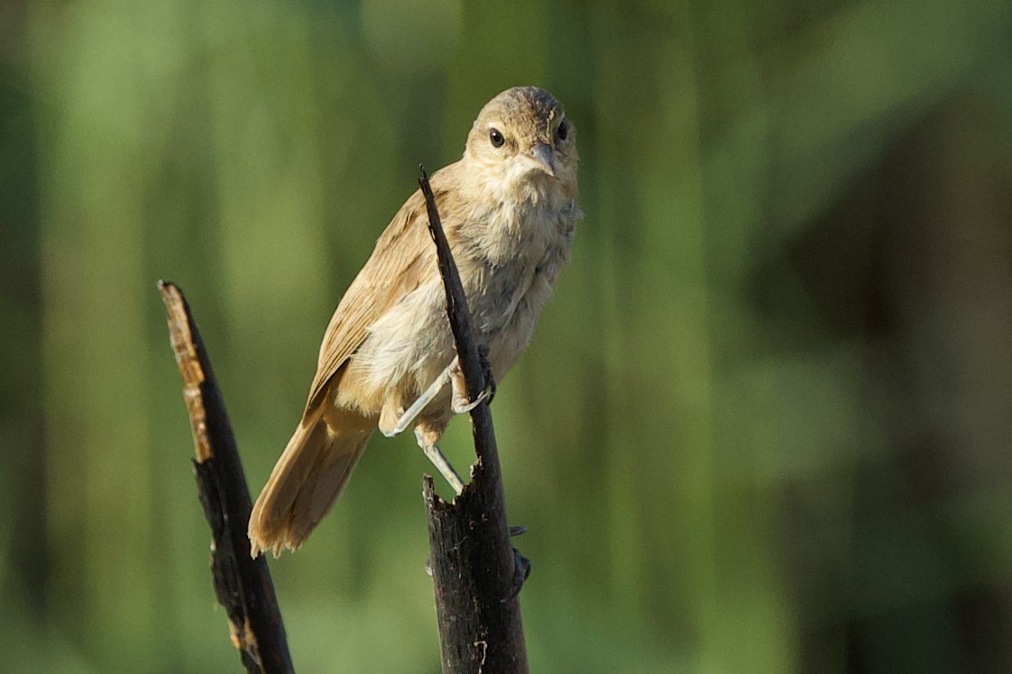 Clamorous Reed Warbler - ML639118186