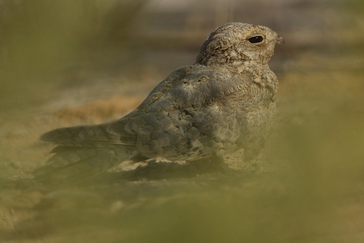 Egyptian Nightjar - ML639118196