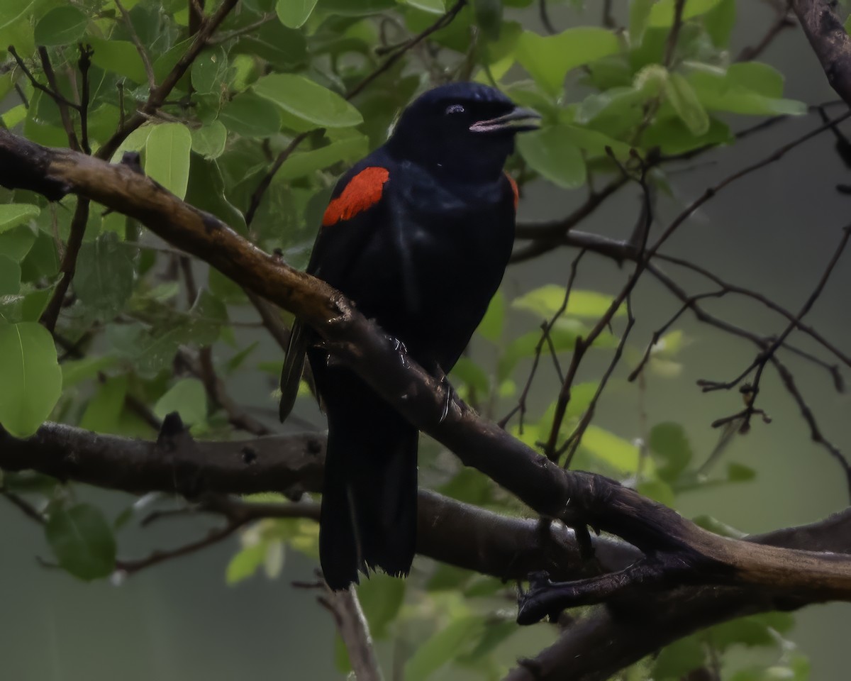 Red-shouldered Cuckooshrike - ML639118236