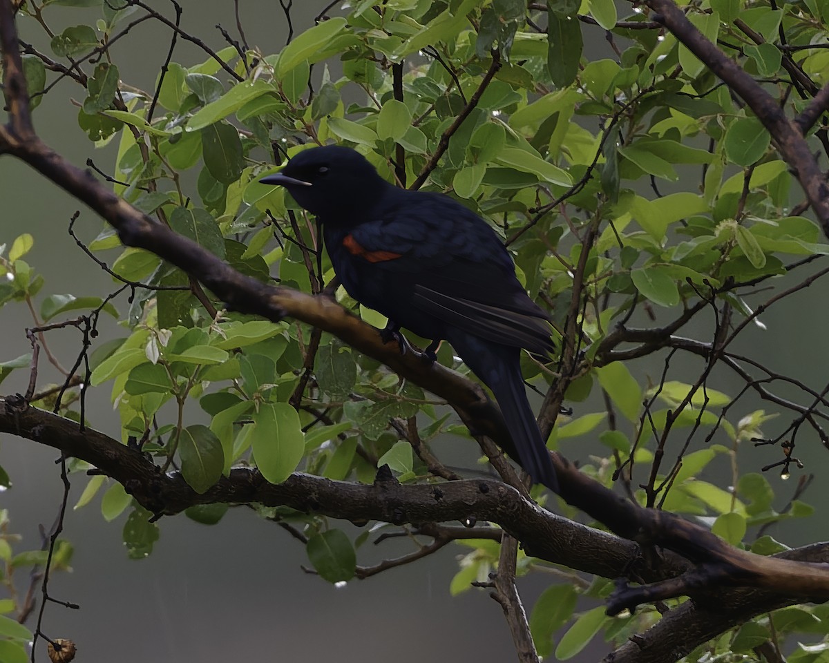 Red-shouldered Cuckooshrike - ML639118237
