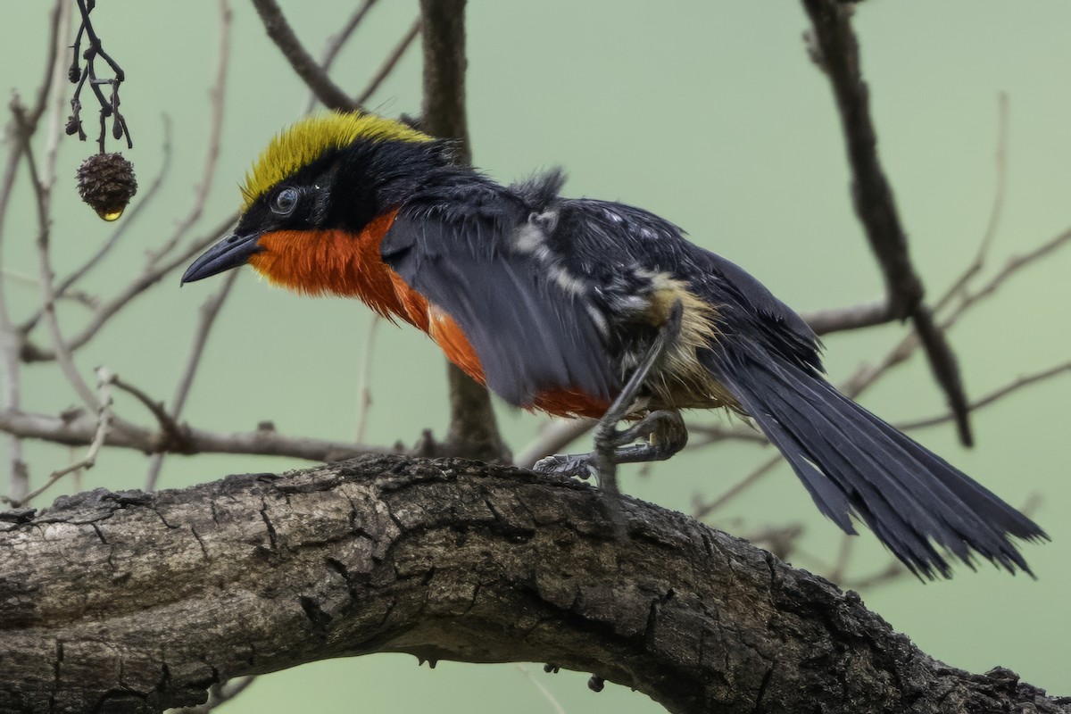 Yellow-crowned Gonolek - ML639118313