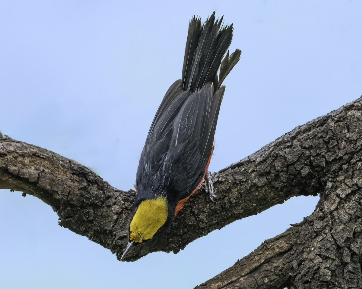 Yellow-crowned Gonolek - ML639118314