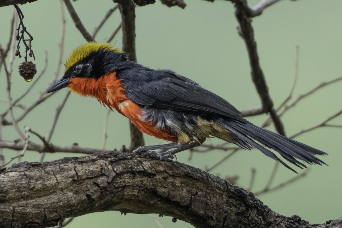 Yellow-crowned Gonolek - ML639118316