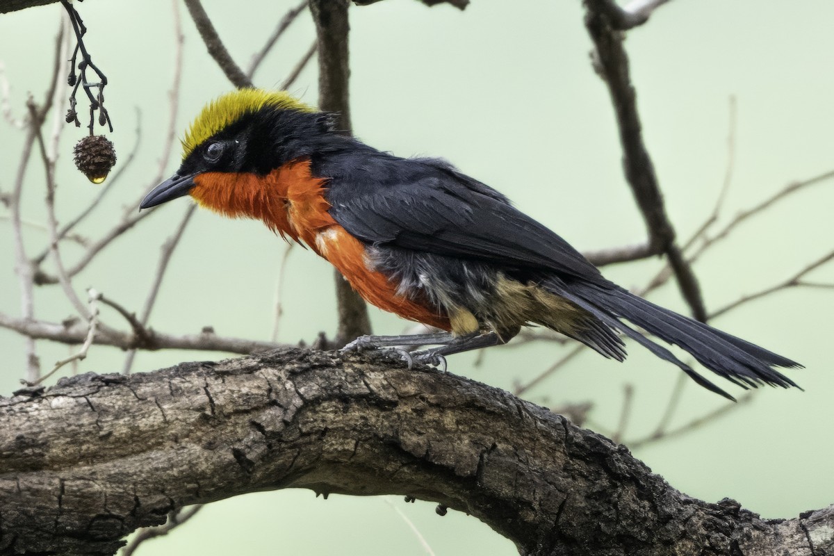Yellow-crowned Gonolek - ML639118317