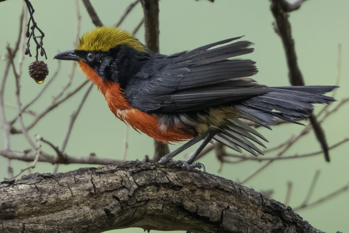 Yellow-crowned Gonolek - ML639118321