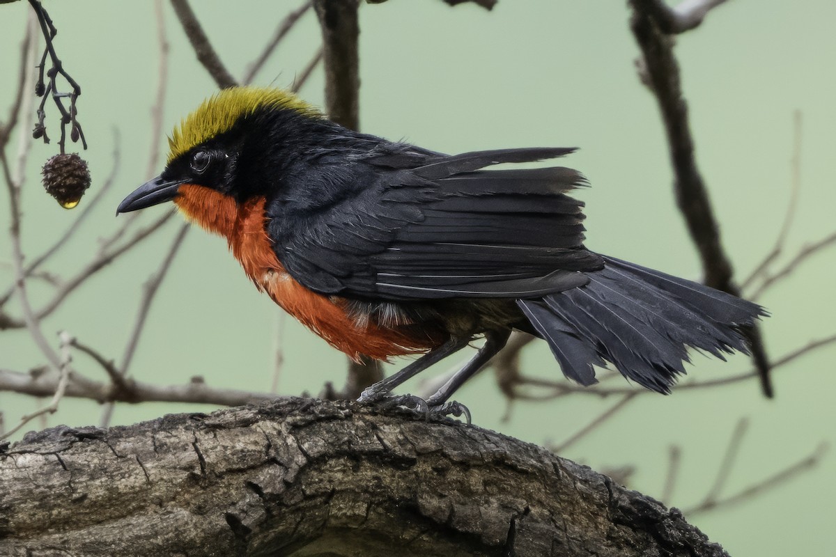 Yellow-crowned Gonolek - ML639118322