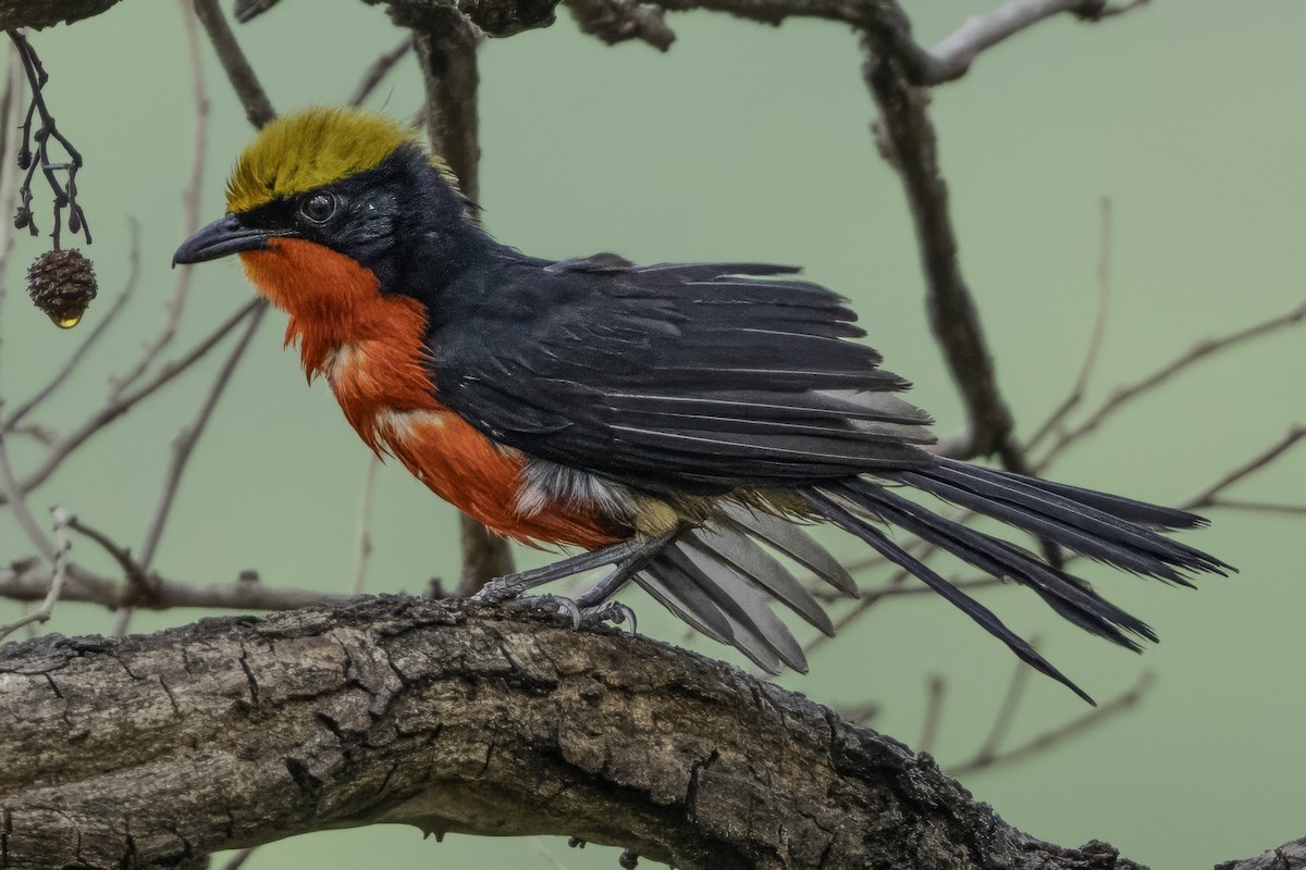 Yellow-crowned Gonolek - ML639118323