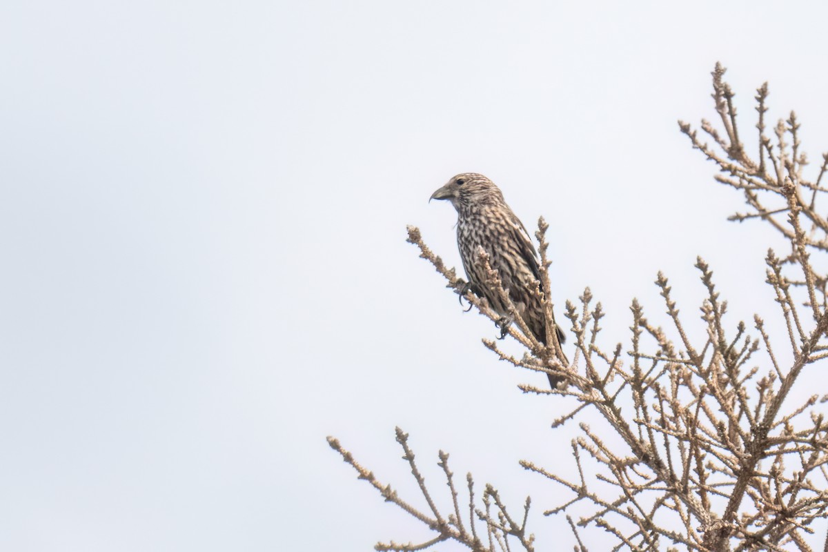 White-winged Crossbill - ML639118372