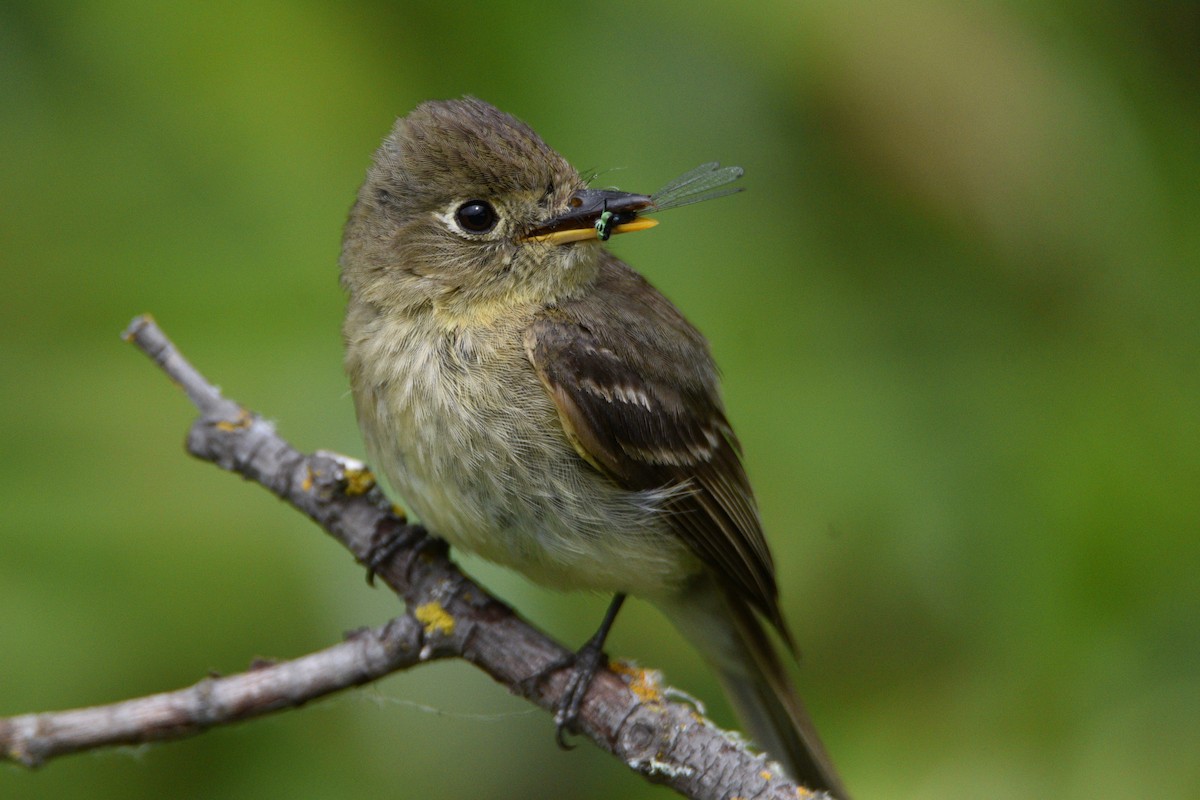 Western Flycatcher - ML639118383