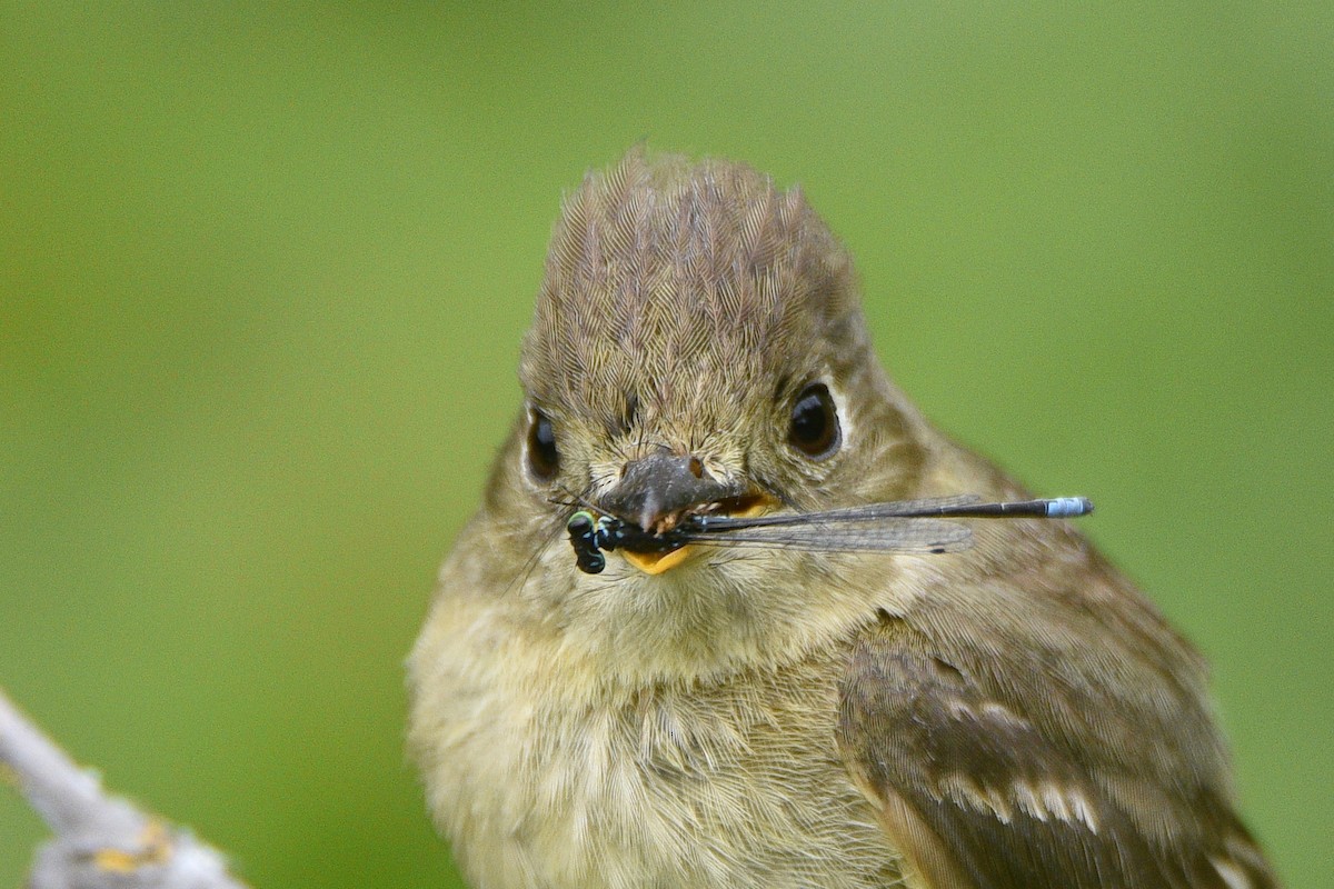 Western Flycatcher - ML639118396