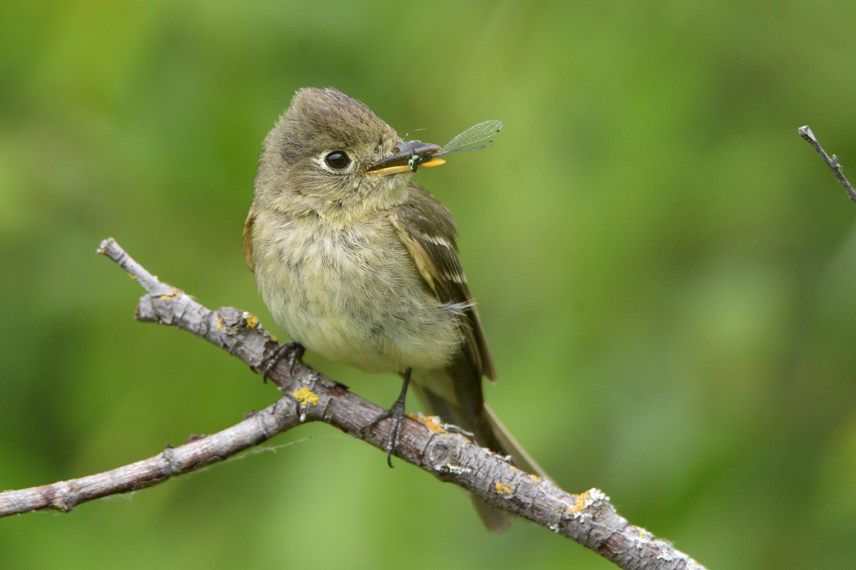 Western Flycatcher - ML639118418