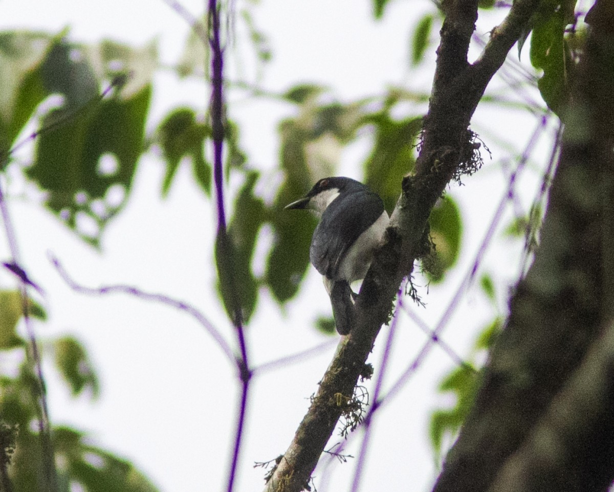 African Shrike-flycatcher - ML639118430