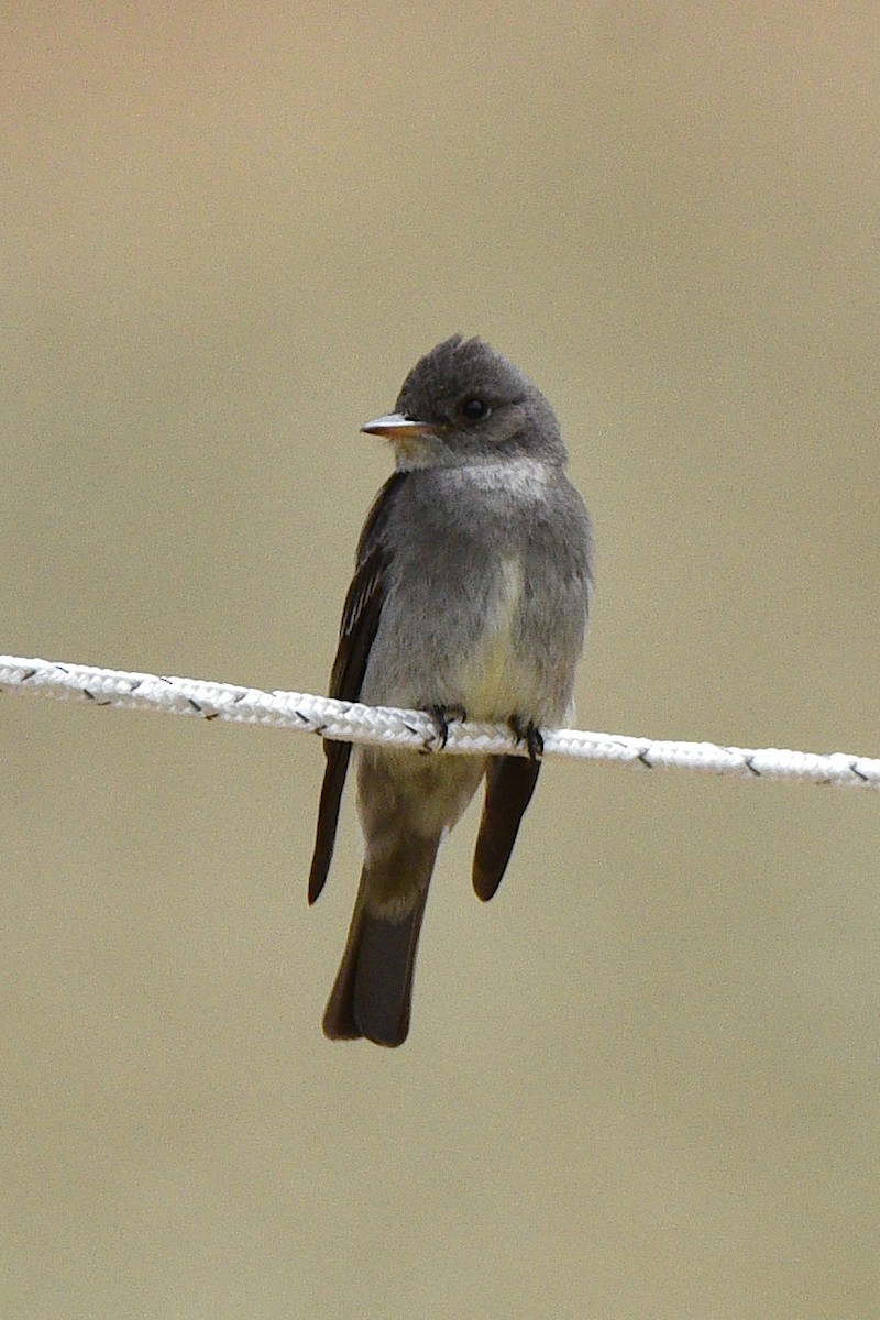 Western Wood-Pewee - ML639118440