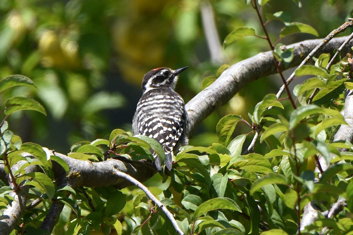 Nuttall's Woodpecker - ML639118455