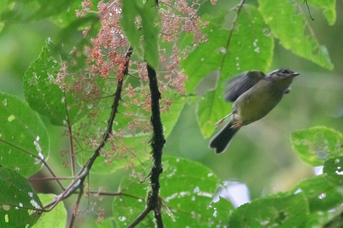 Costa Rican Warbler - ML639118458