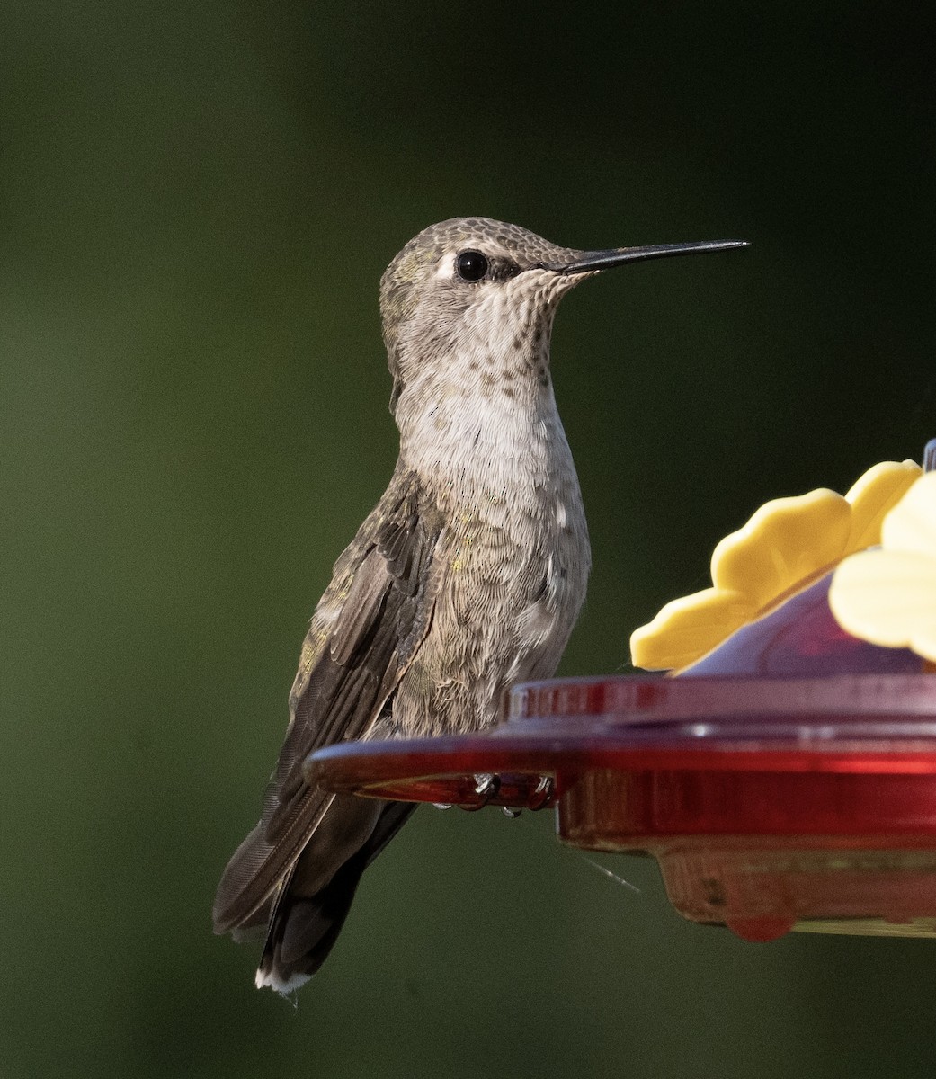 Anna's Hummingbird - ML639118570