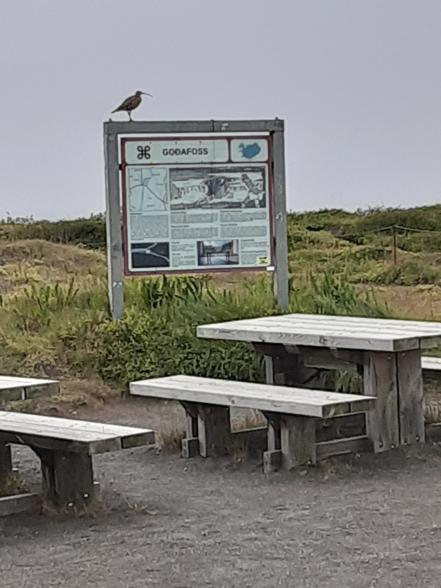 Eurasian Whimbrel - ML639118576