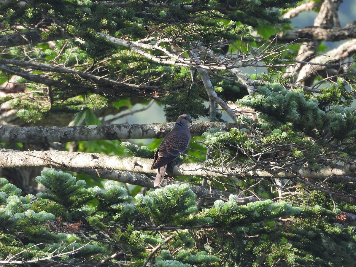 hrdlička východní - ML639118584