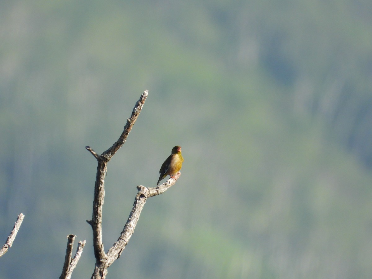 zvonek čínský - ML639118612