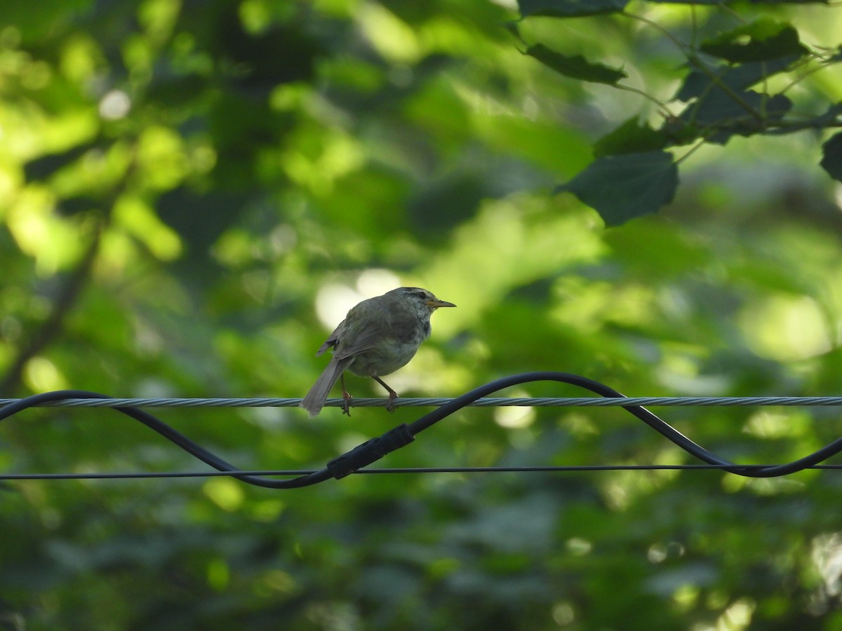 Japanese Bush Warbler - ML639118630