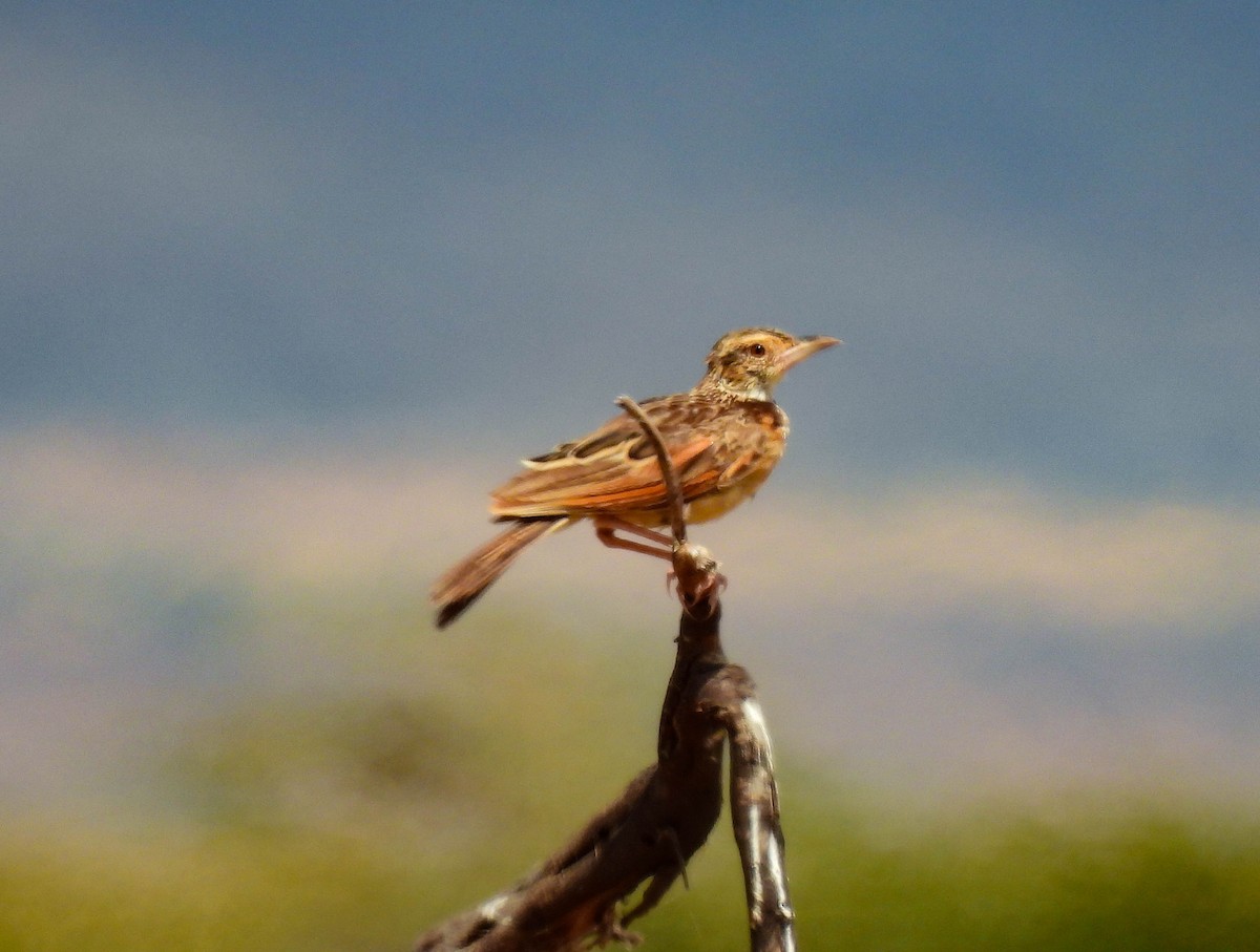 Red-winged Lark - ML639118638