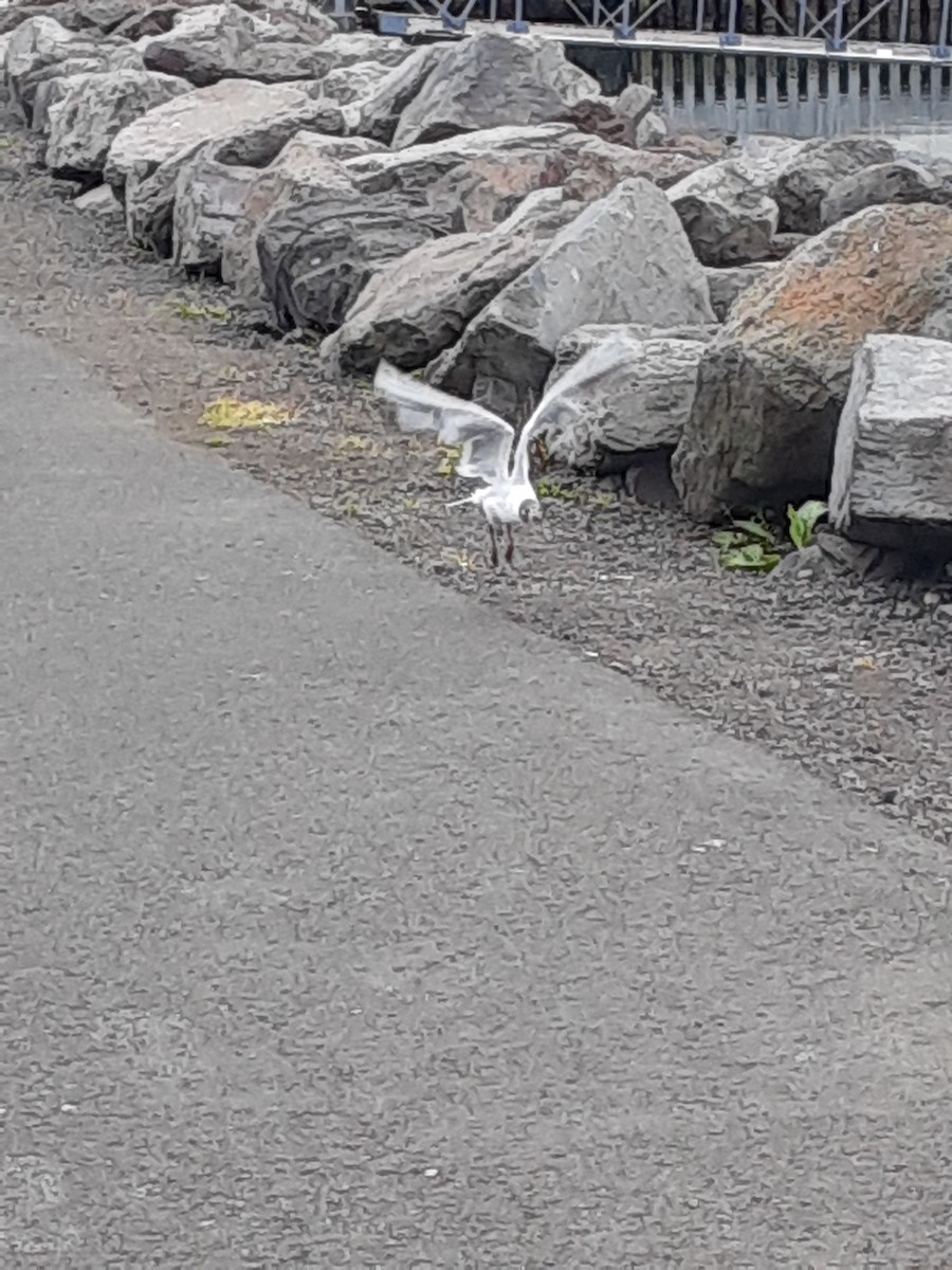 Black-headed Gull - ML639118647