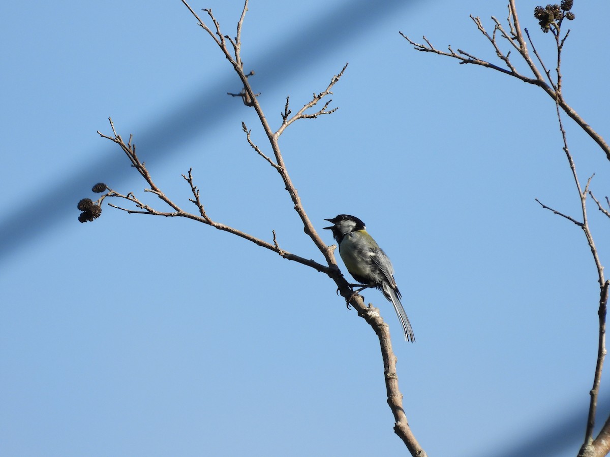 sýkora popelavá - ML639118649