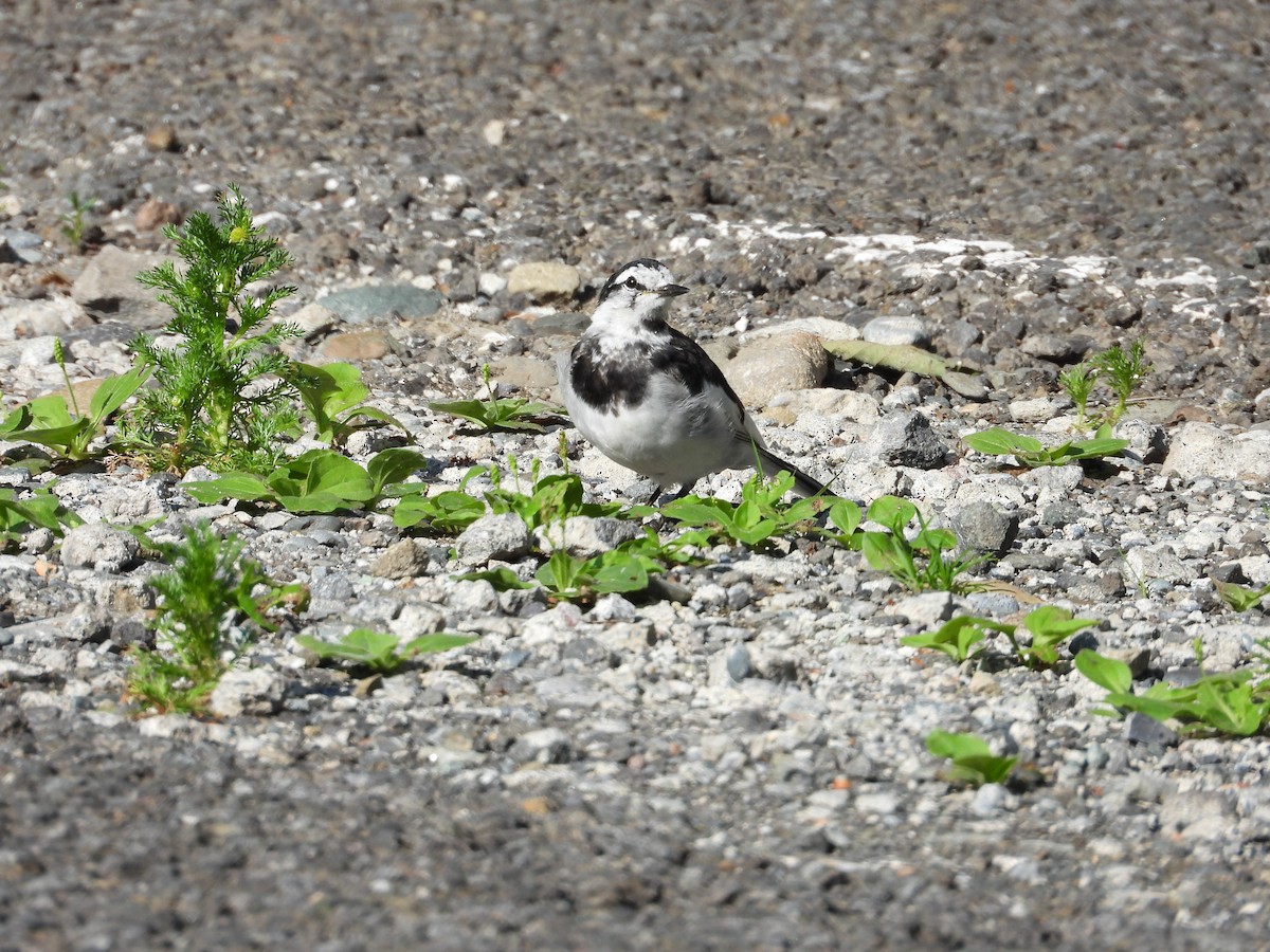 konipas bílý - ML639118675