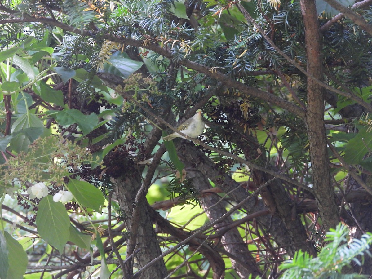 budníček korunkatý - ML639118693