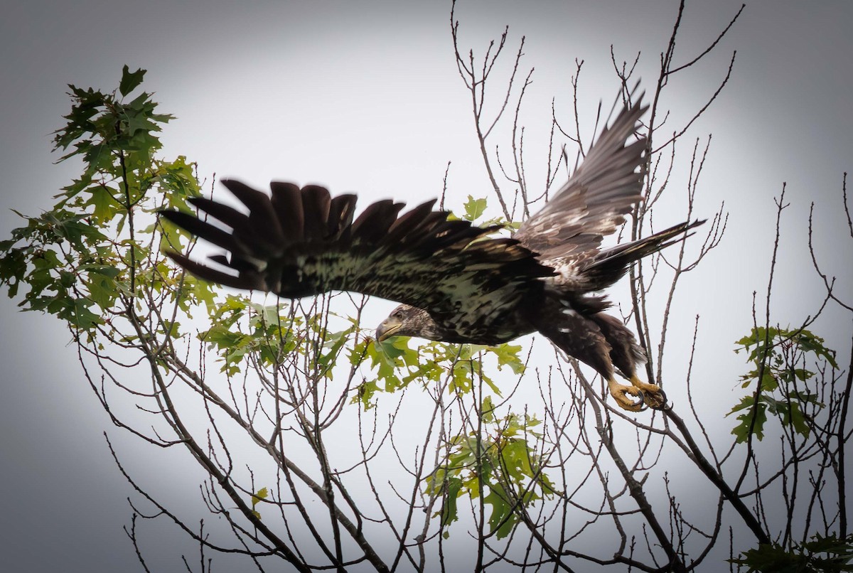Bald Eagle - ML639118733