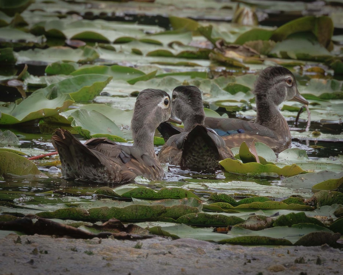 Wood Duck - ML639118740