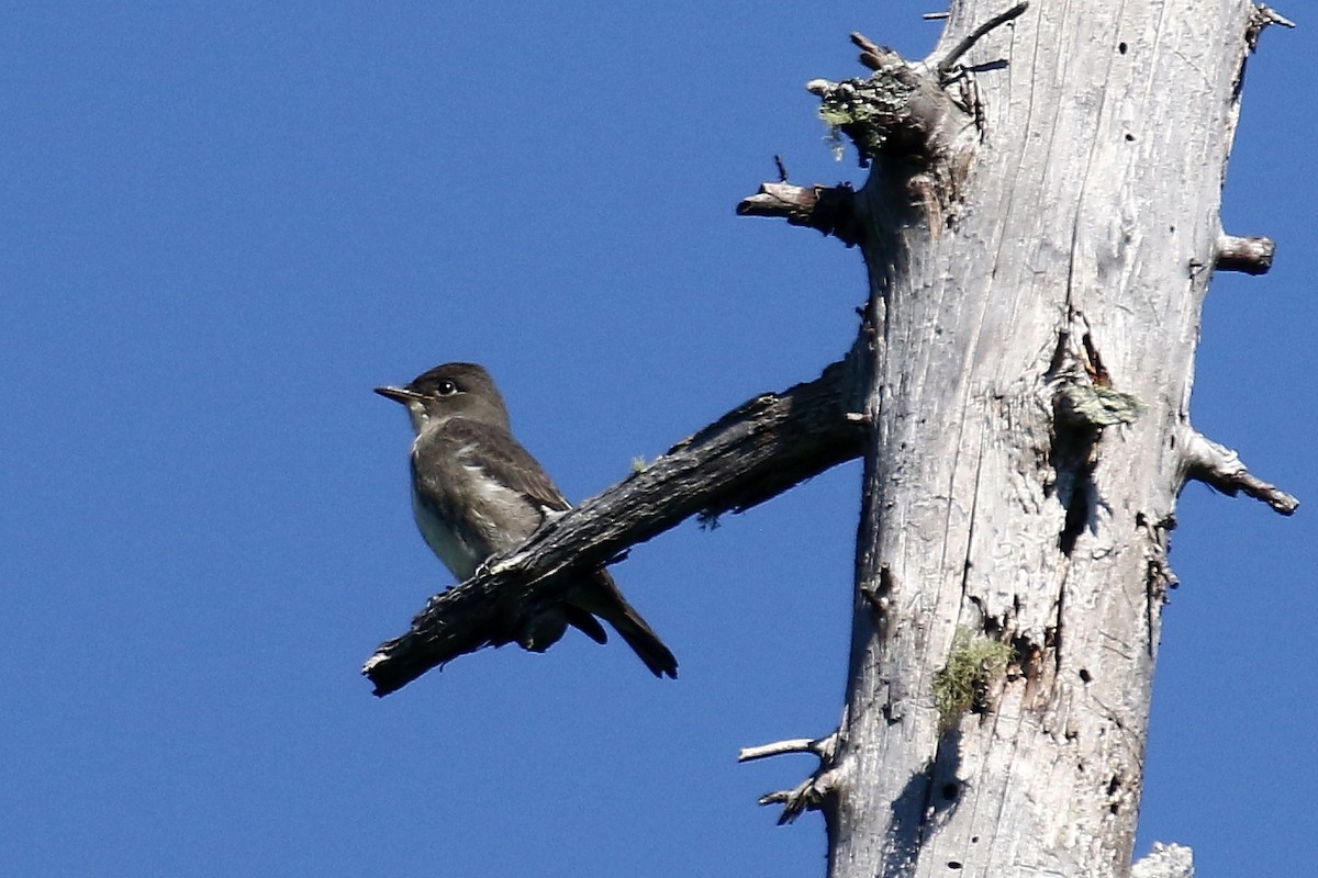 Olive-sided Flycatcher - ML639118829