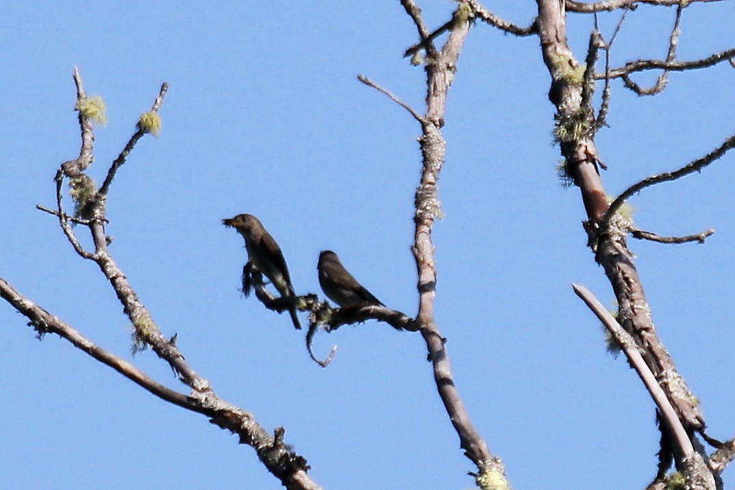 Olive-sided Flycatcher - ML639118831