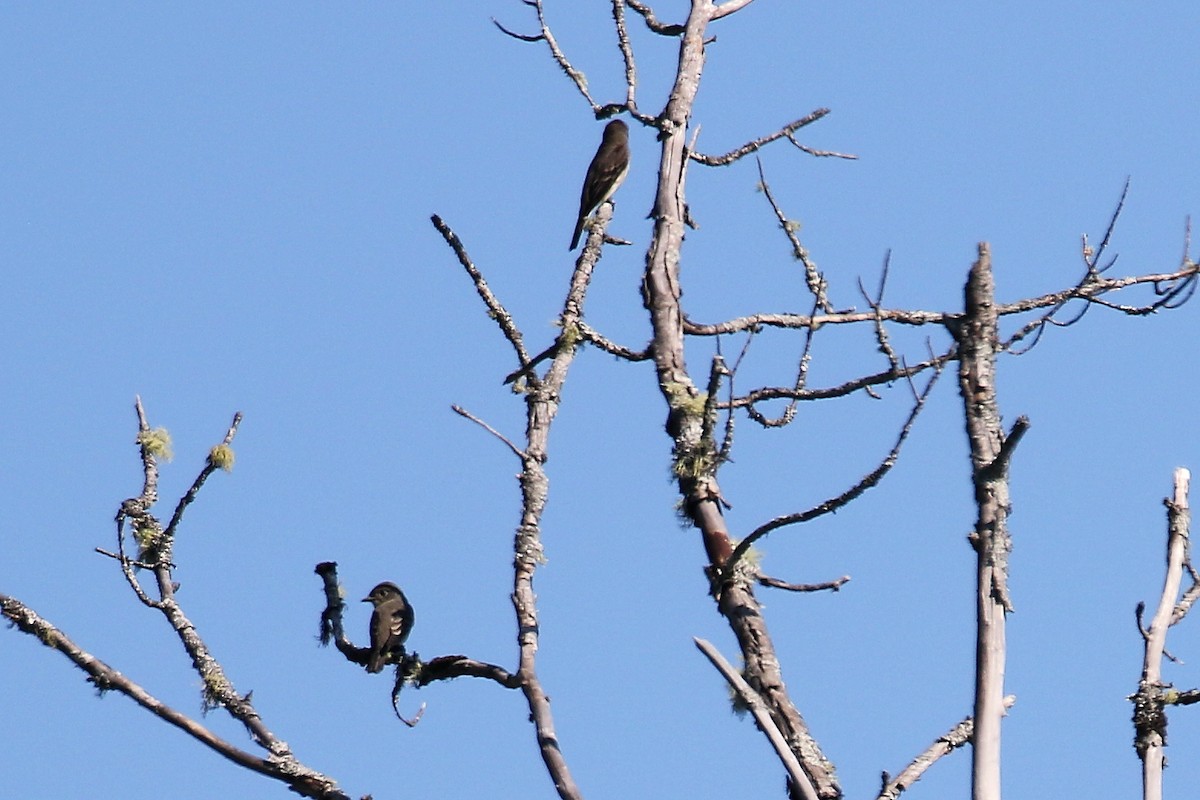 Olive-sided Flycatcher - ML639118832