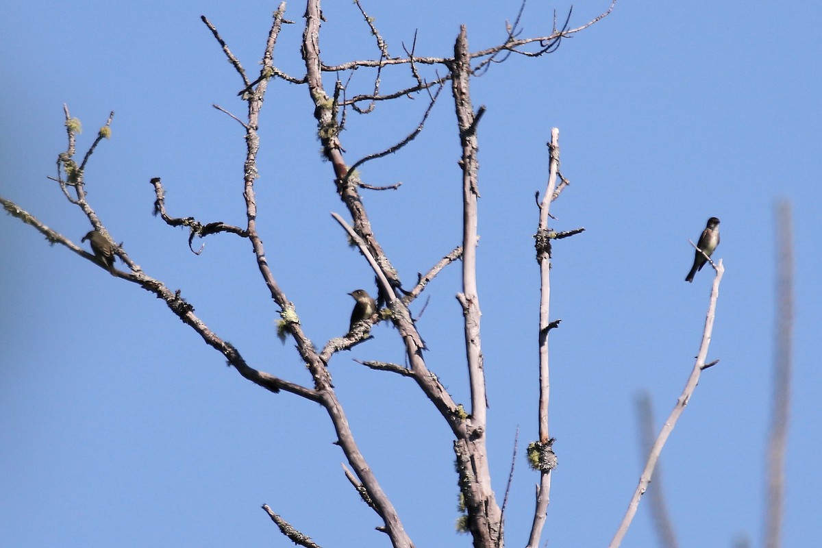 Olive-sided Flycatcher - ML639118833