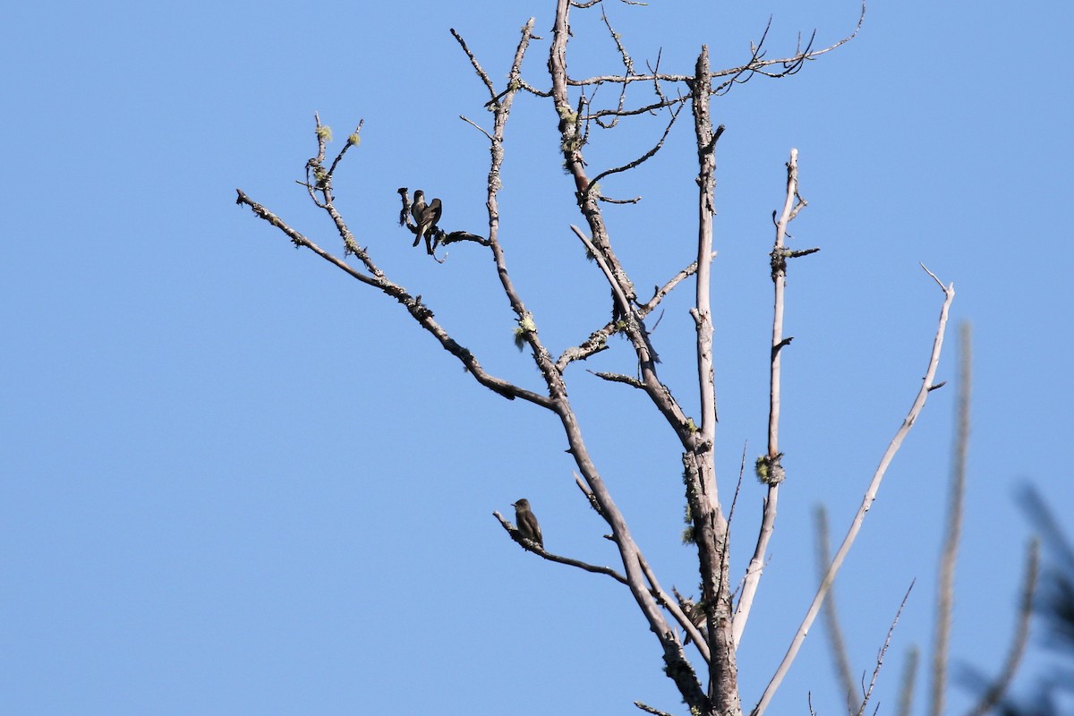 Olive-sided Flycatcher - ML639118834