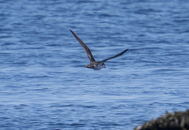 Manx Shearwater - ML639118849