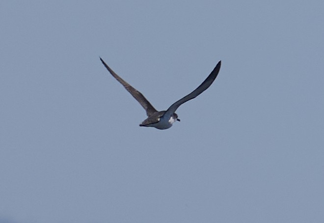 Manx Shearwater - ML639118850