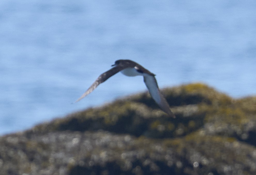 Manx Shearwater - ML639118851