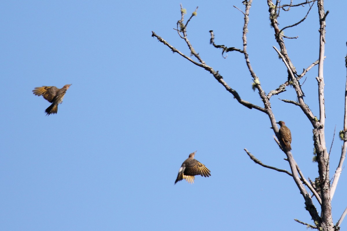 Northern Flicker - ML639118884