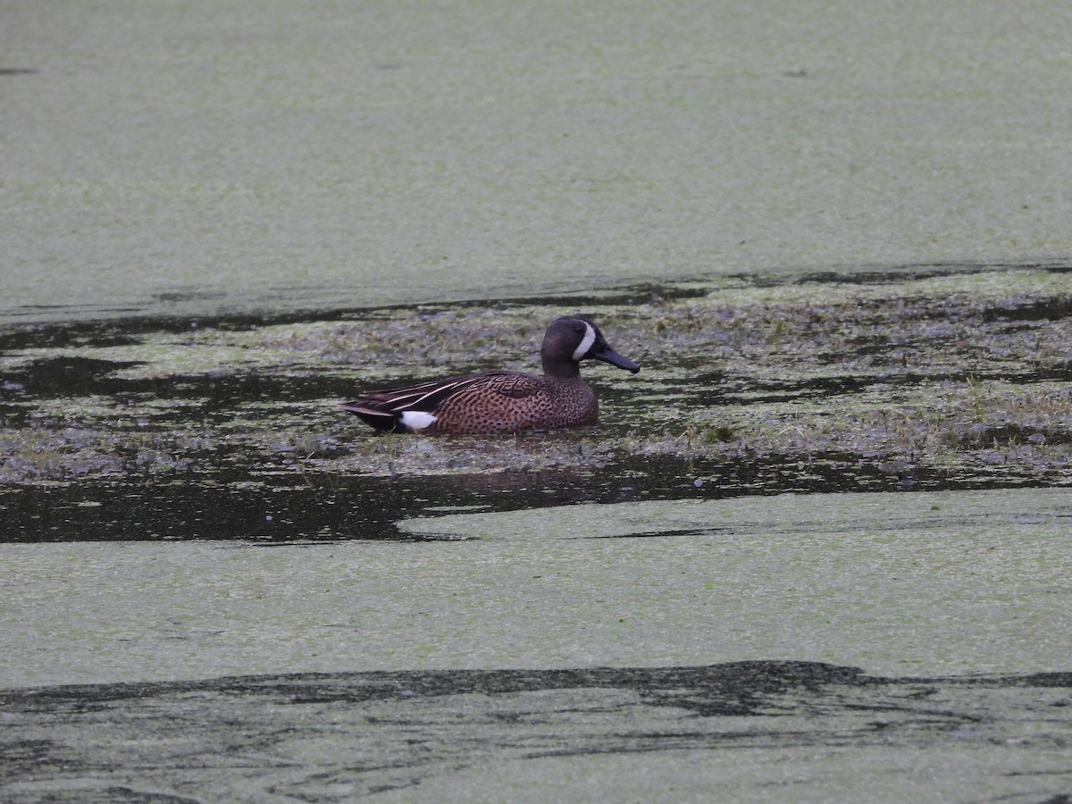 Blue-winged Teal - ML639118922