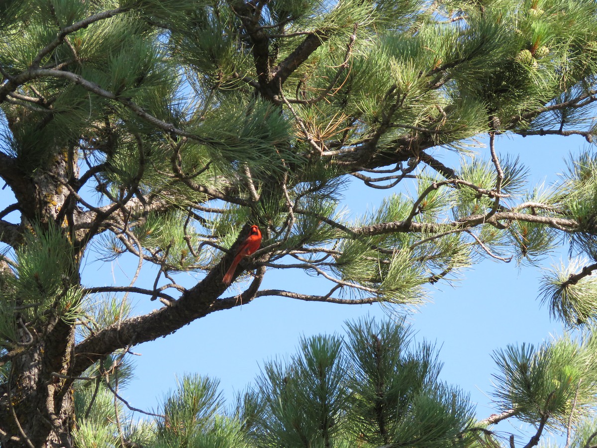 Rotkardinal [cardinalis-Gruppe] - ML639118960