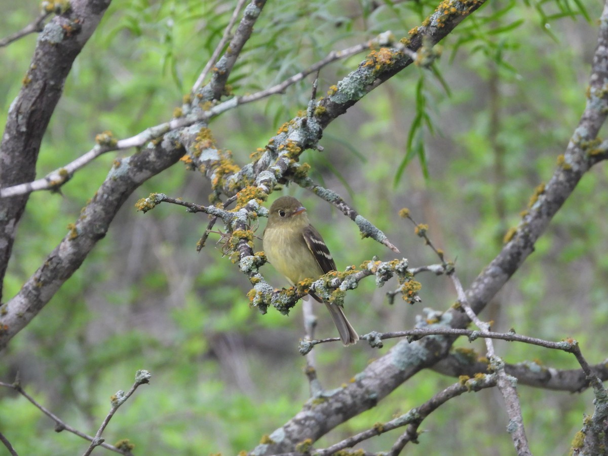 Yellow-bellied Flycatcher - ML639118993