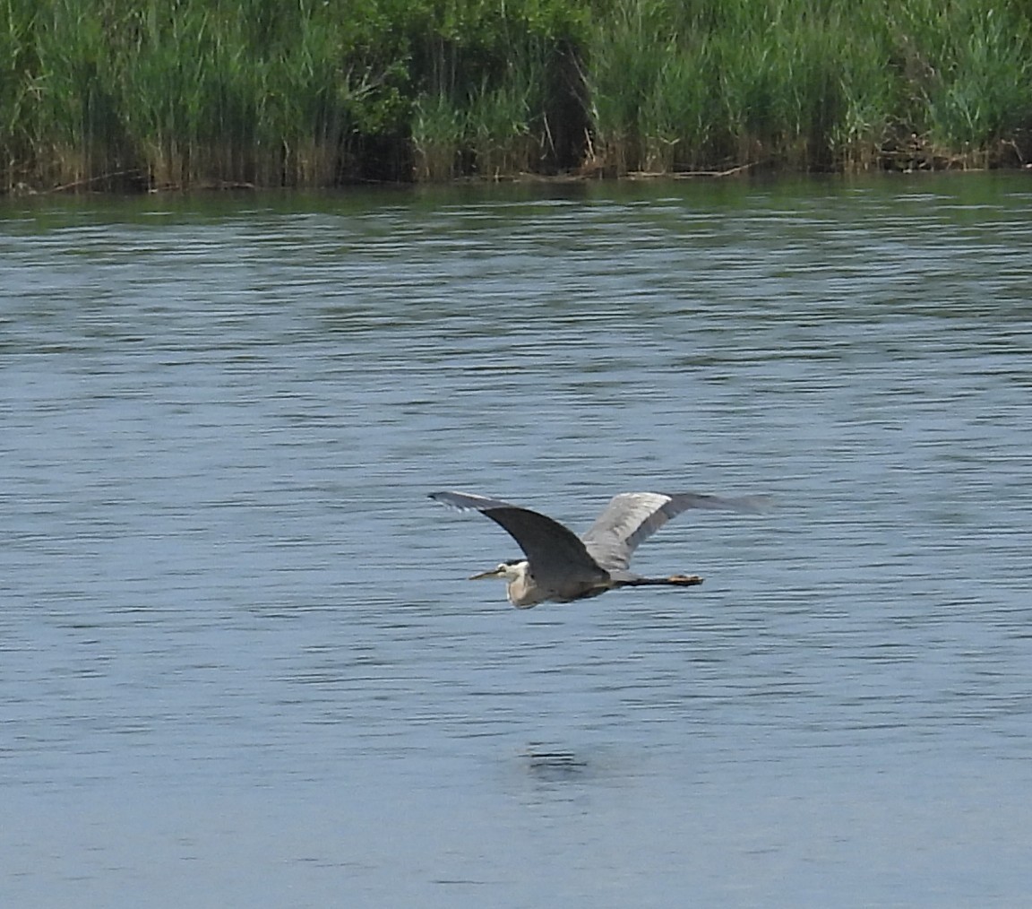 Grand Héron - ML639119019