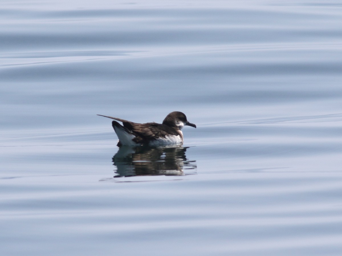 Manx Shearwater - ML639119030