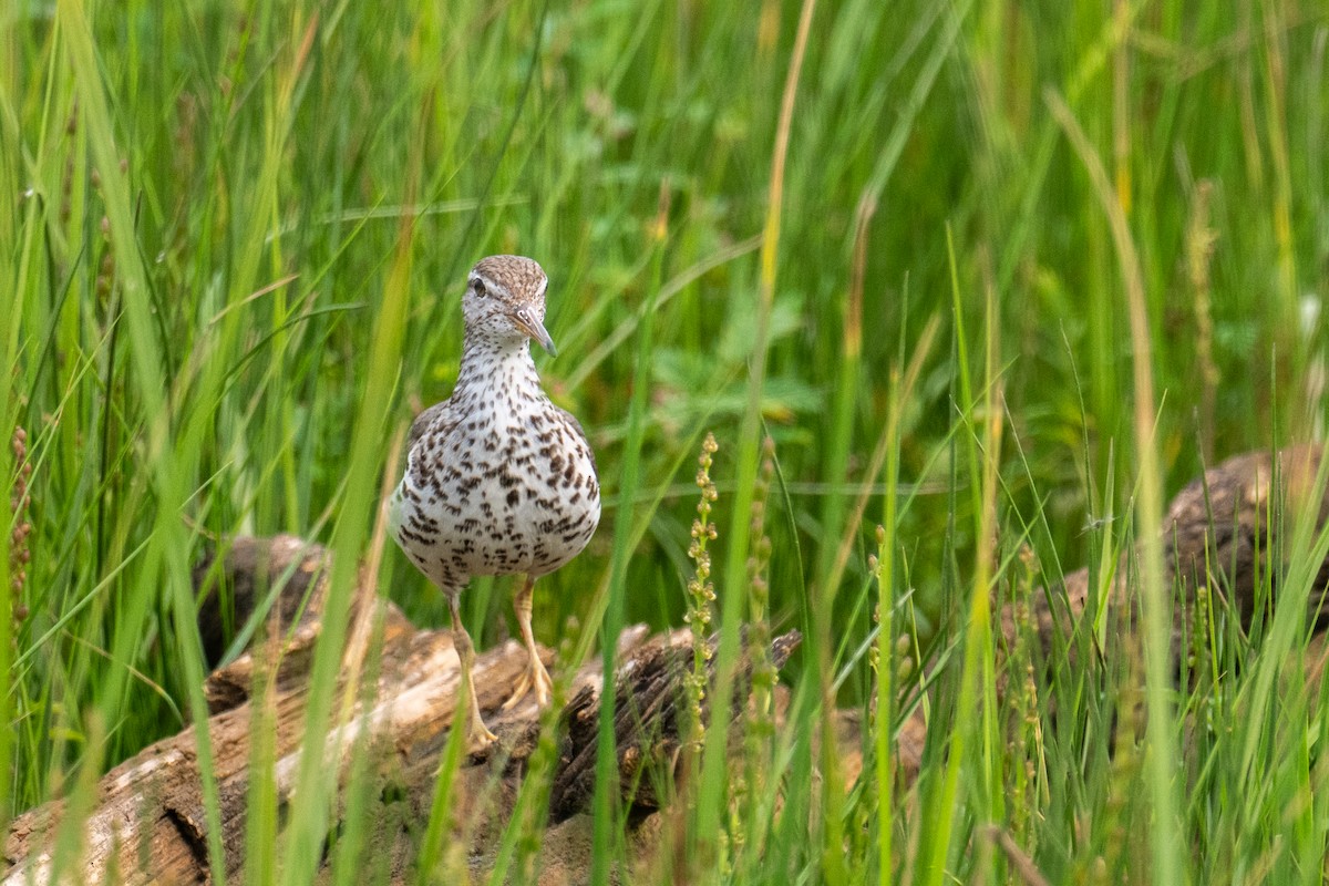 Spotted Sandpiper - ML639119096