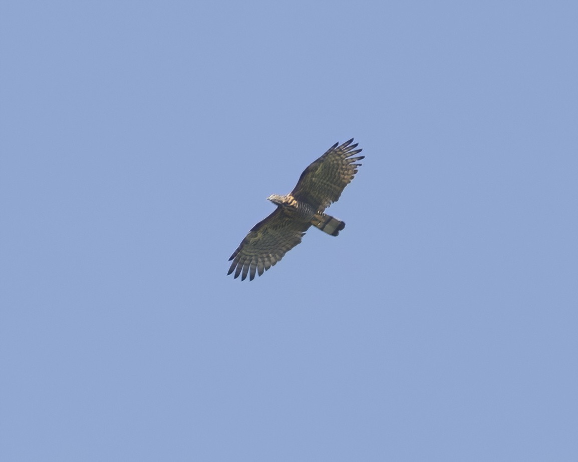 Sulawesi Honey-buzzard - ML639119144
