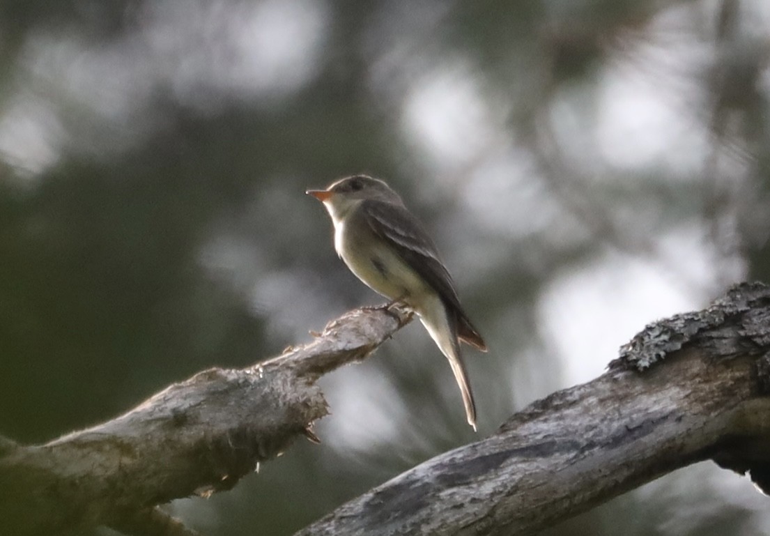 Eastern Wood-Pewee - ML639119153